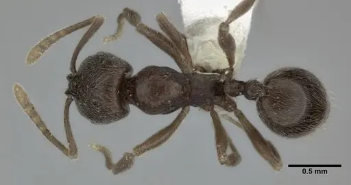 Stenamma schmidti - CASENT0246140