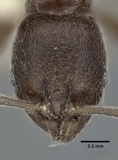 Stenamma schmidti - CASENT0246140