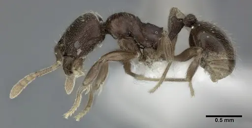 Stenamma schmidti - CASENT0246140