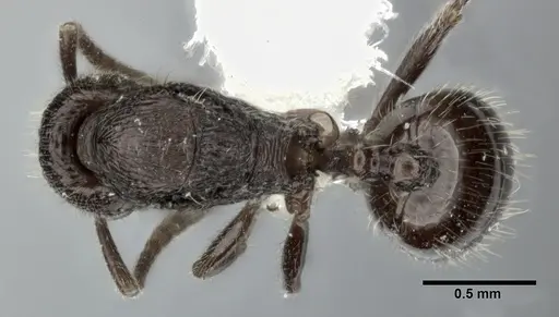 Stenamma schmidti - CASENT0246141