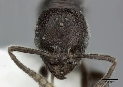 Stenamma schmidti - CASENT0246141