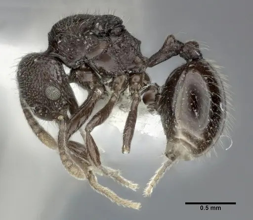 Stenamma schmidti - CASENT0246141