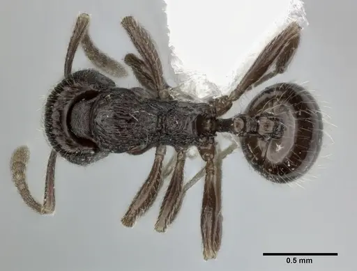 Stenamma schmidti - CASENT0246142