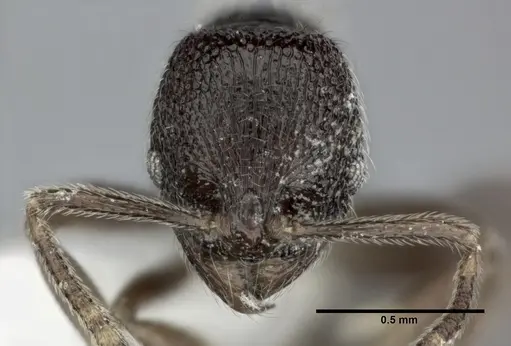 Stenamma schmidti - CASENT0246142