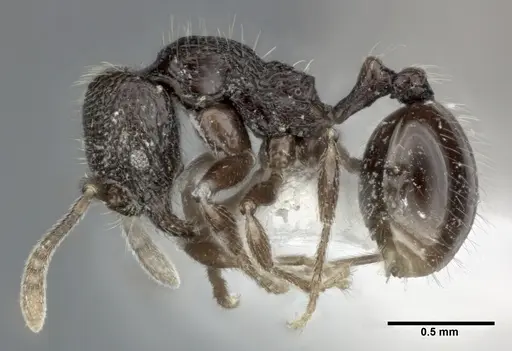 Stenamma schmidti - CASENT0246142