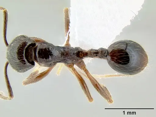 Stenamma schmidti - CASENT0600137
