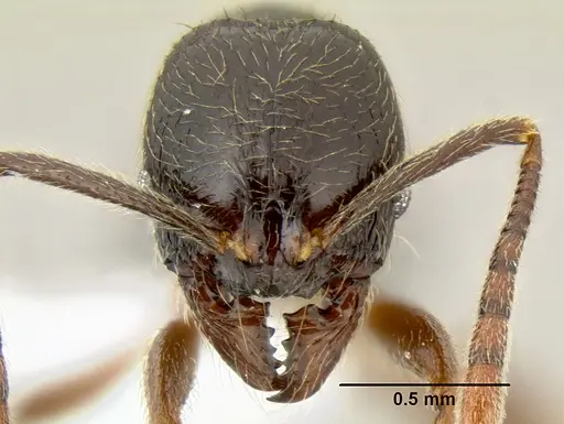 Stenamma schmidti - CASENT0600137