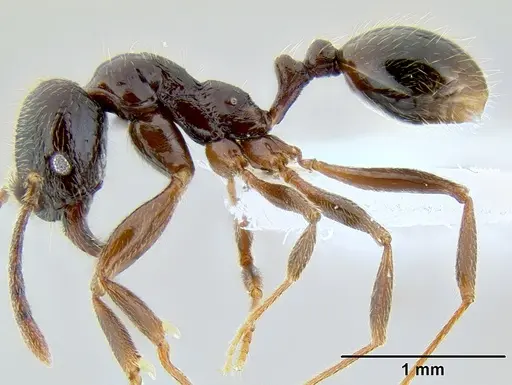 Stenamma schmidti - CASENT0600137