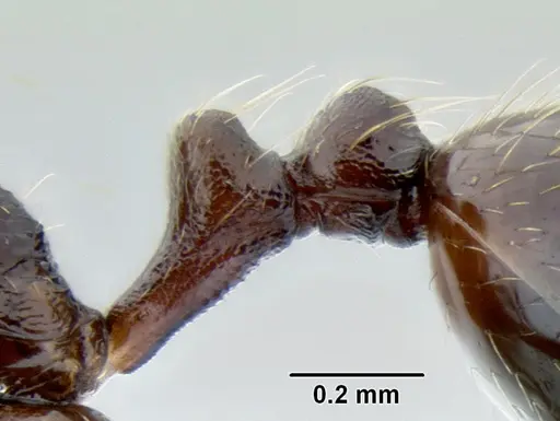 Stenamma schmidti - CASENT0600137
