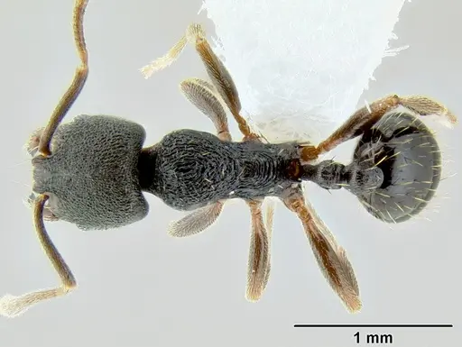 Stenamma schmidti - CASENT0600256