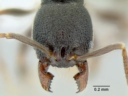 Stenamma schmidti - CASENT0600256