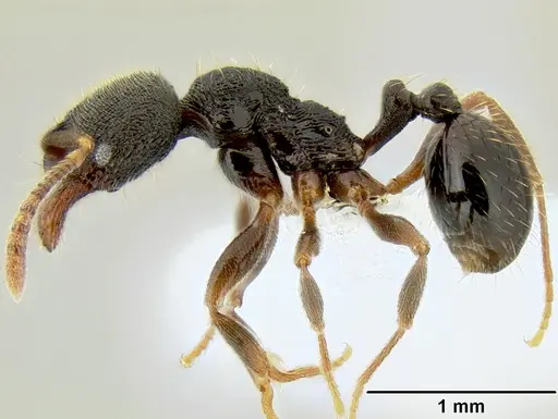 Stenamma schmidti - CASENT0600256