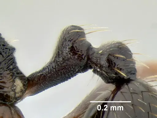 Stenamma schmidti - CASENT0600256