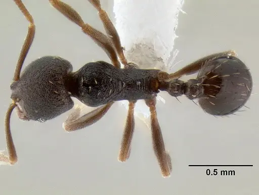 Stenamma schmidti - CASENT0605211