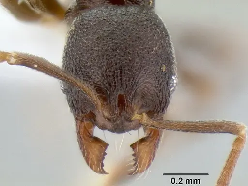 Stenamma schmidti - CASENT0605211