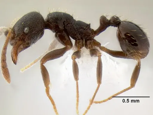 Stenamma schmidti - CASENT0605211