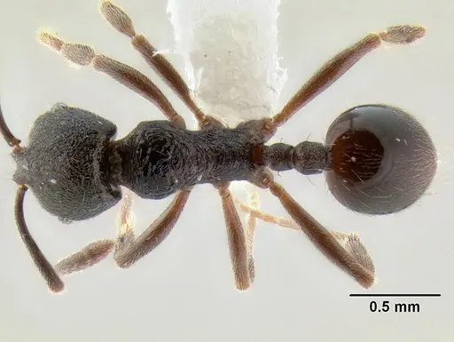 Stenamma schmidti - CASENT0605896