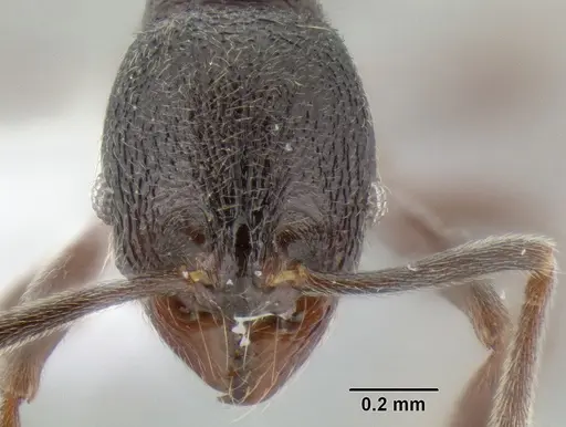 Stenamma schmidti - CASENT0605896