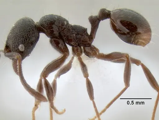 Stenamma schmidti - CASENT0605896