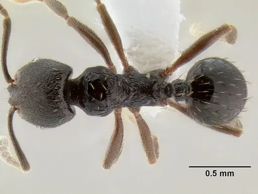 Stenamma schmidti - CASENT0622465