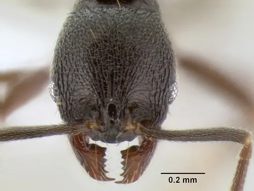 Stenamma schmidti - CASENT0622465