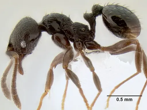 Stenamma schmidti - CASENT0622465