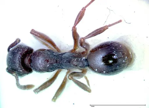 Stenamma schmidti - FOCOL0277-1