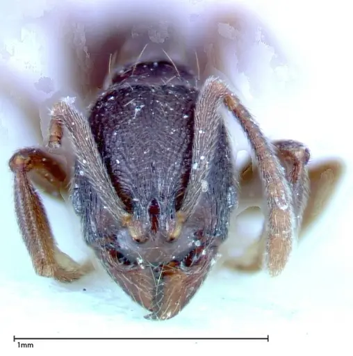 Stenamma schmidti - FOCOL0277-1