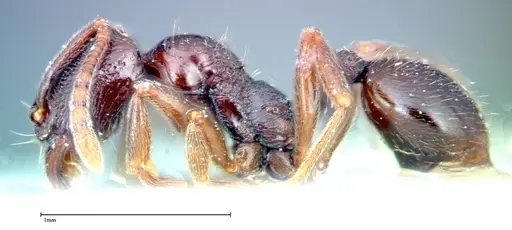 Stenamma schmidti - FOCOL0277-1