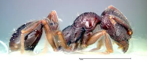 Stenamma schmidti - FOCOL0277-1