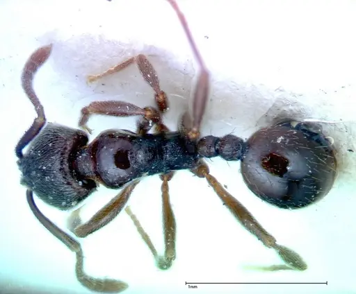 Stenamma schmidti - FOCOL0277-2