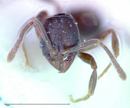 Stenamma schmidti - FOCOL0277-2