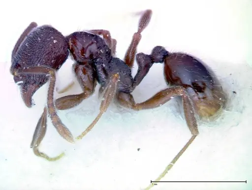 Stenamma schmidti - FOCOL0277-2