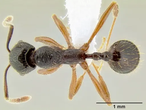 Stenamma schmidti - INB0003210597