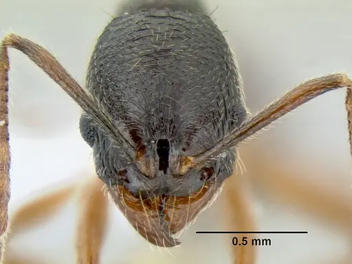 Stenamma schmidti - INB0003210597