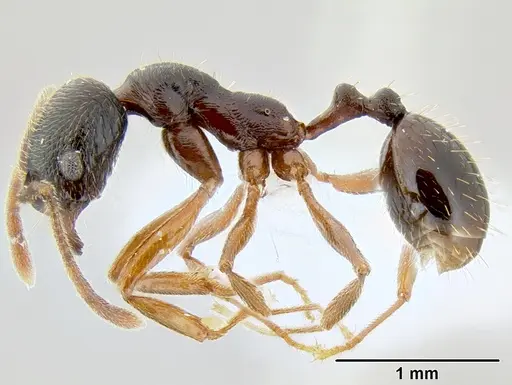 Stenamma schmidti - INB0003210597