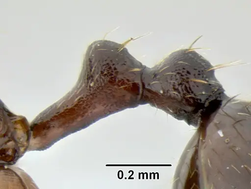 Stenamma schmidti - INB0003210597