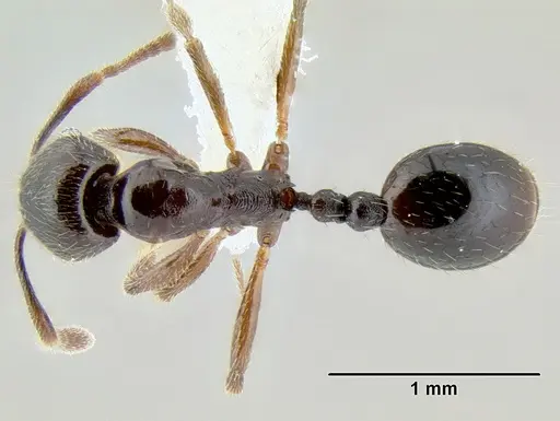 Stenamma schmidti - INB0003659320