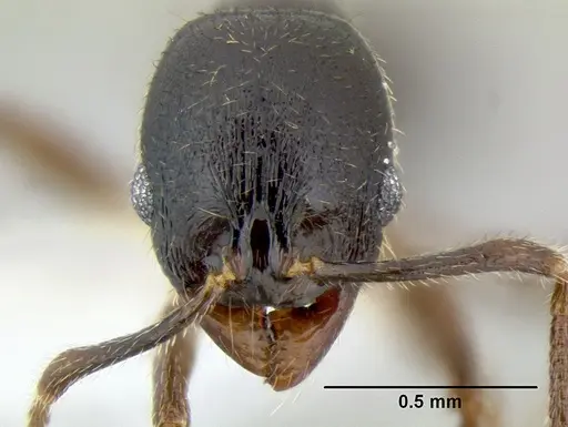 Stenamma schmidti - INB0003659320