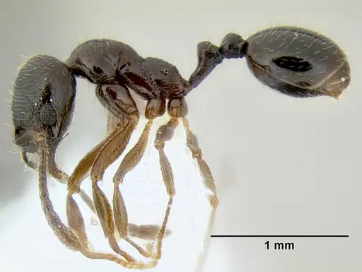 Stenamma schmidti - INB0003659320