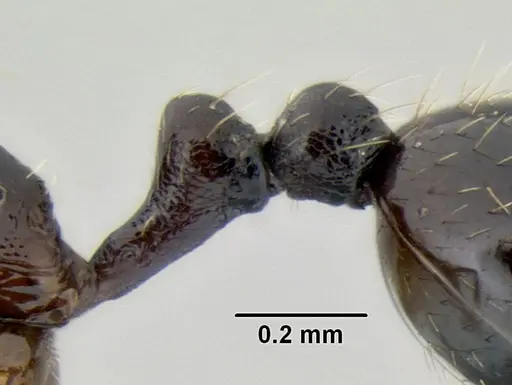 Stenamma schmidti - INB0003659320