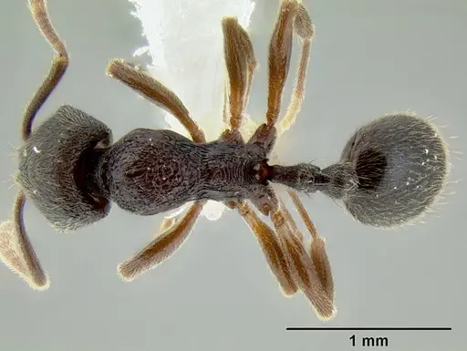 Stenamma schmidti - INB0003659427