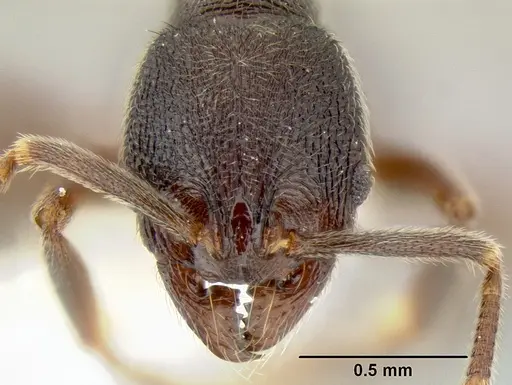 Stenamma schmidti - INB0003659427