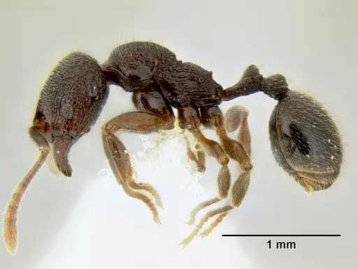 Stenamma schmidti - INB0003659427