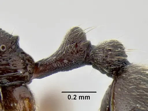 Stenamma schmidti - INB0003659427