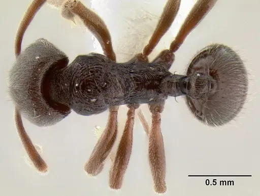 Stenamma schmidti - INB0003662571