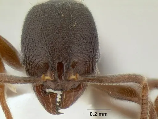 Stenamma schmidti - INB0003662571