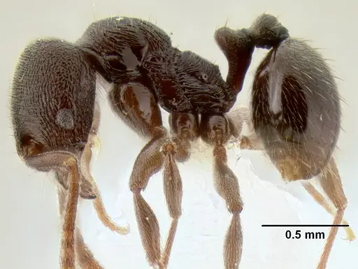 Stenamma schmidti - INB0003662571