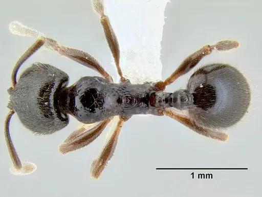 Stenamma schmidti - INB0003665417