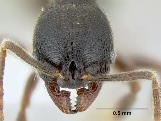 Stenamma schmidti - INB0003665417